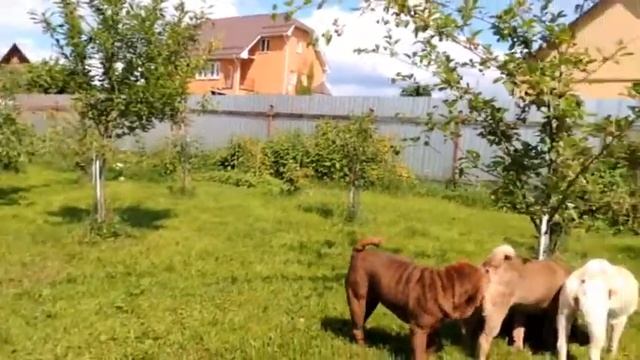 Кадры из жизни шарпеев питомника "Шат - Шьюн" смотреть онлайн