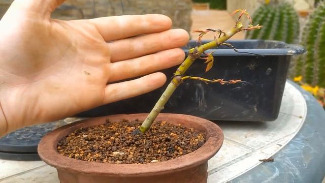 Бонсай из клена. Правила формирования и пересадки бонсай из клёна.