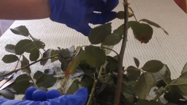 Черенкование роз летом. . смотреть онлайн