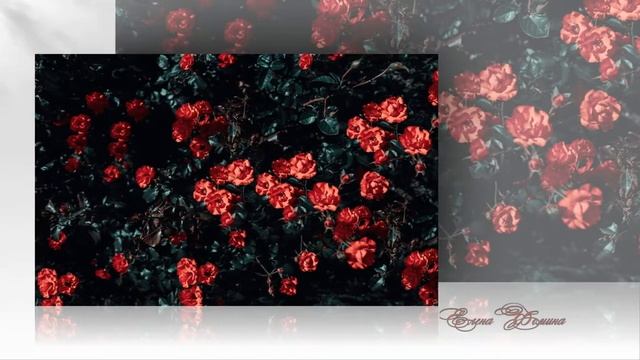 Розы смотреть онлайн