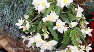 Benary's Virtual Flower Trials 2020: Funky Begonia