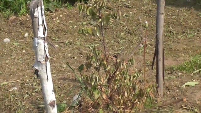 Почему засох кустик? смотреть онлайн