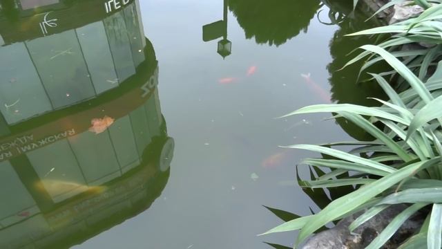 День Святого Валентина - Сочи город любви! Погода 14 февраля 2016 смотреть онлайн