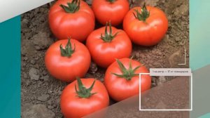 Томат Пинк уникум F1 - описание сорта