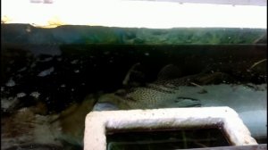 Сом Плекостомус