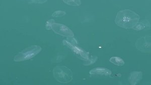 Танец под аккордеон