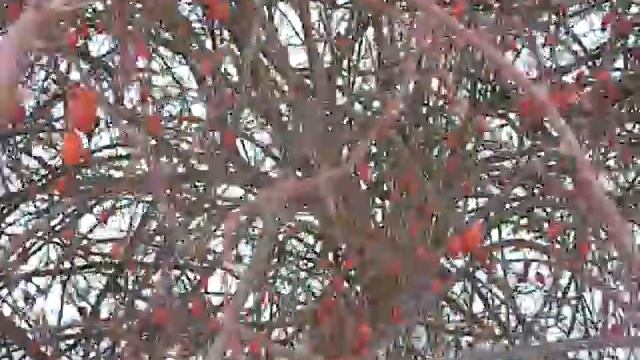 Куст шиповника зимой.