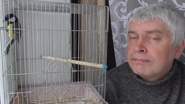 Я сегодня видео снимаю про птицу синицу. Птица синица в клетке