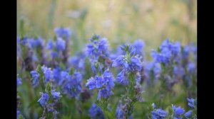 Достойно есть. Греческий распев, 8 глас. Лапаев Г. Н. Церковный хор. Православные песнопения.