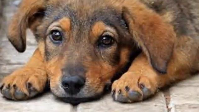 Марина Александрова Преданное сердце смотреть онлайн