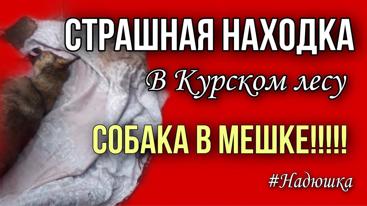 Собачка в мешке обнаружена в Курском лесу