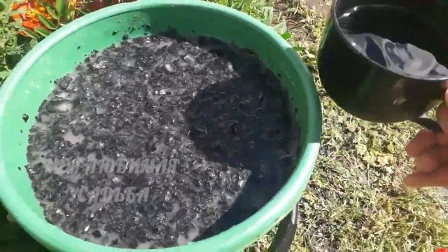 Внесите ЭТО и ВЕРШИННОЙ ГНИЛИ больше не будет. Два проверенных средства смотреть онлайн