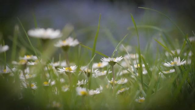 Ромашка белая, а лепесточки нежные... смотреть онлайн