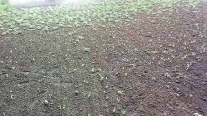 Чучело спасет вашу кукурузу от ворон .