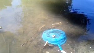 как ловить рыбу сачком