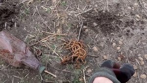 Эстетично избавиться от ХРЕНА на всегда (огород)