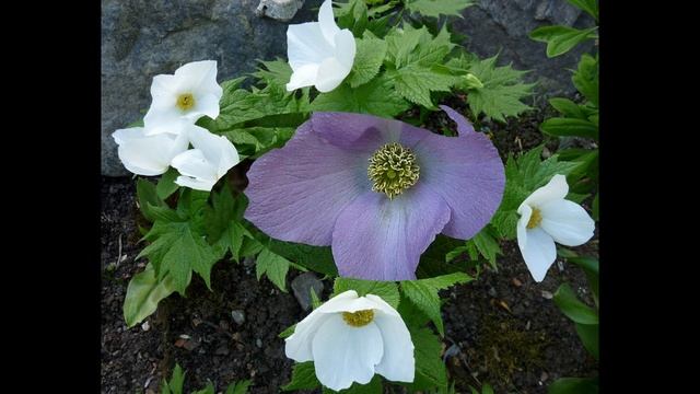 Flores de Glaucidium palmatum dj kikito смотреть онлайн