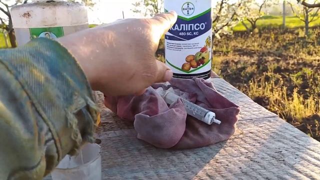 Спасаем персик от болезней. Важный момент в сезоне. смотреть онлайн