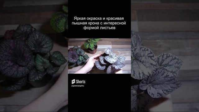 Бегония рекс Волшебные цвета (Begonia rex Magic Colours) #Shorts