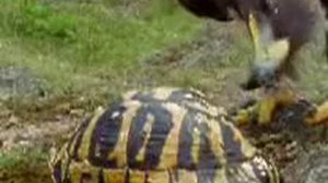 Охота ягнятника на черепах