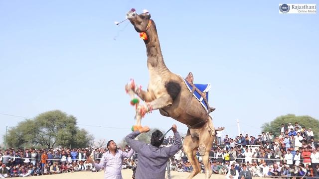 New Marwadi Dj Song | New Rajasthani Camel Dance | मारवाड़ी डांस वीडियो смотреть онлайн