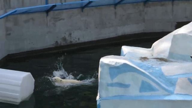 Медвежата поиграли на айсберге, порычали друг на друга и вернулись к маме 31.05.2023 смотреть онлайн