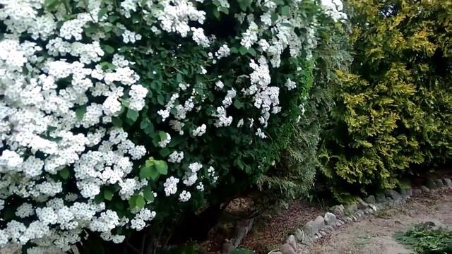 Уголки из хвойных с минимальным уходом