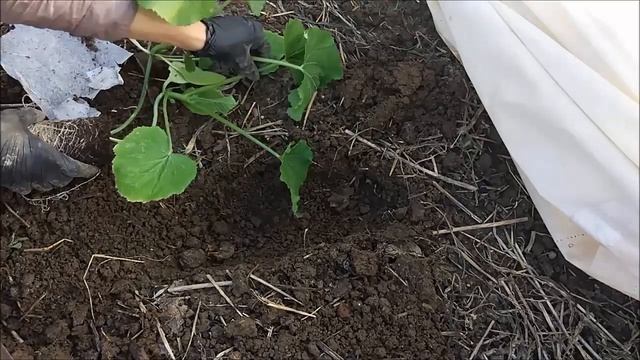 Посадка кабачков в открытый грунт. Выращивание кабачков. смотреть онлайн