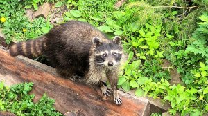 Зоопарку Калининграда исполнилось 126 лет