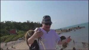 Остров обезьян - Сиамский залив