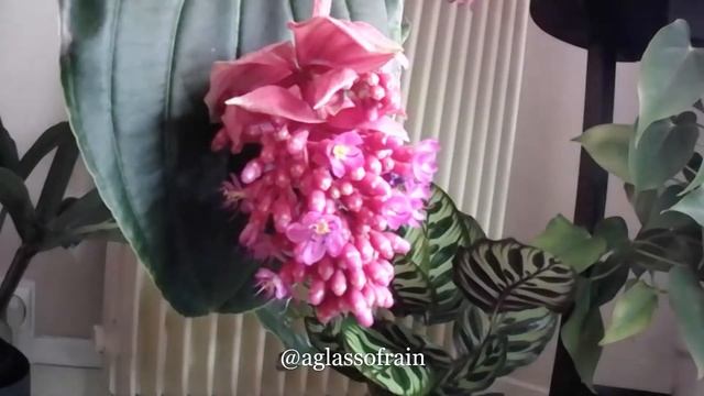 Medinilla Magnifica Timelapse смотреть онлайн