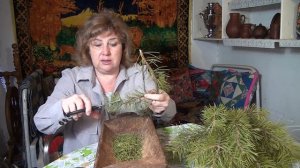 МАЗЬ из СОСНОВЫХ ИГОЛОК при ранках и трещинах кожи