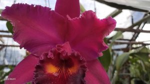 Cattleya Sanyang Ruby Grand Dragon Orchid