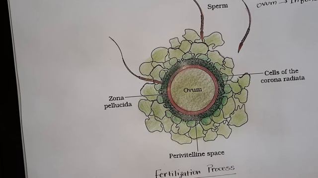 Human Reproduction_Fertilization and Implantation