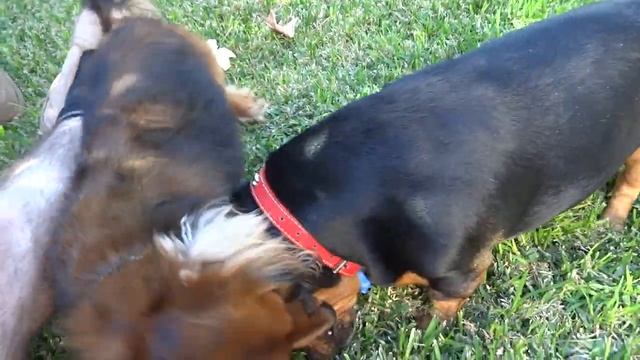 Charlie & Ricco on Sony HX20V 1080p смотреть онлайн