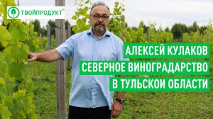 Виноградники в Тульской области. Реально делают свое вино