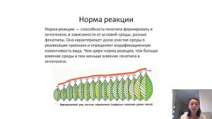 Что такое норма реакции за 2 минуты