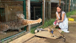 СЕРВАЛ ЗНАКОМИТСЯ С РЫСЯМИ И БАССЕЙНОМ