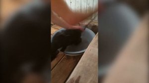 КАК ПОМЫТЬ КОТА если он боится воды и царапается