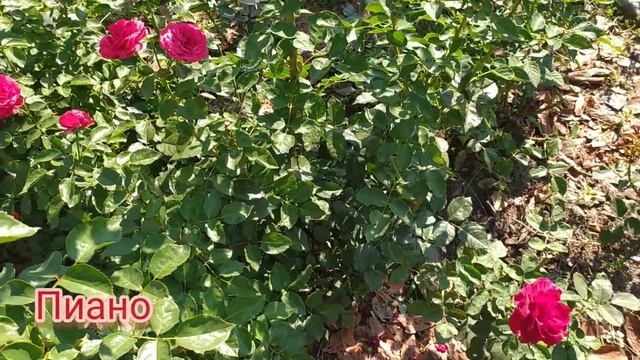 Розы Пиано и Ротер Корсар. Красны девицы в моем саду! Рiano Rose, Roter Korsar. #розы  #красныерозы
