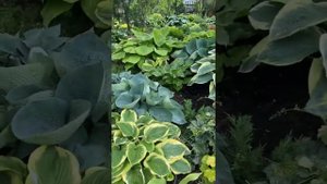 Сад хост в Бийске 2021( hosta garden 2021)Хосты коллекция.