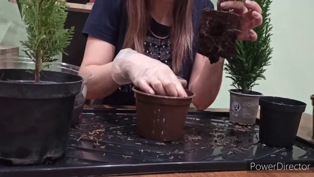 Купила хвойные растения. Буду сохранять до весны.