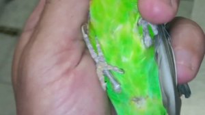 На приёме у ветврача орнитолога волнистый попугай с длинным клювом.