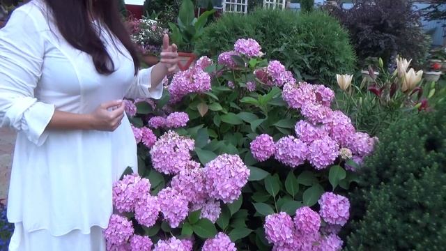 Почему не растет и не цветет гортензия? Что делать? 10 причин.