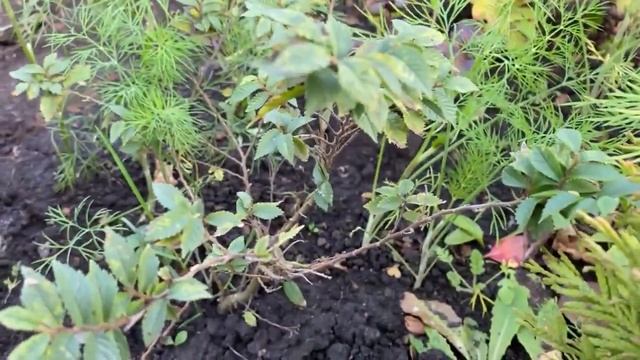 Посадка ХВОЙНЫХ и ДЕКОРАТИВНЫХ растений. Обзор смотреть онлайн