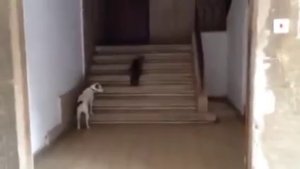 Кот и пес