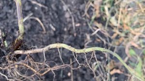 САЖАЕМ МЯТУ КОРНЕВЫМИ ПОБЕГАМИ #посадка_мяты#корневые_побеги#мятный_огородик