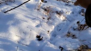 Ловим зайца на петлю.