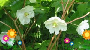 Подофиллум щитовидный. Краткий обзор, описание характеристик podophyllum peltatum