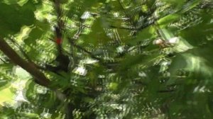 Инжир .Узбекский Жёлтый. О вкусе. 22